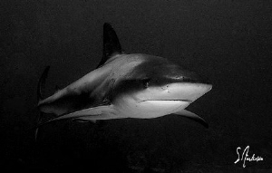 Reef Shark taken in Nassau Bahamas while diving with Stua... by Steven Anderson 